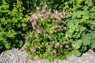 Sardunya makrhizum haziran ayında çiçek açar. Geranium makro hizum, bigroot sardunya, Bulgar sardunyası ve kaya turna gagalı, uzun ömürlü otlar yetiştiren bir bitki türüdür. Berlin yakınlarındaki Ruedersdorf, Almanya