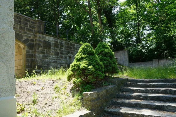 Dos Coníferas Picea Glauca Crecen Contra Telón Fondo Edificios Históricos — Foto de Stock