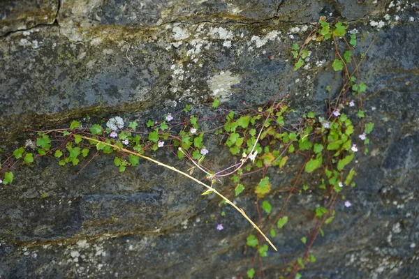 六月的时候 木乃伊在岩石上攀爬 Cymbalaria Muralis 俗称常见于常见于常见于常见于常见于常见于常见于常见于常见于常见于常见于常见于常见于常见于常见于常见于常见于常见于常见于常见于常见于常见于常见于常见于常见于黄藤的一种低矮的 伸展的 长满了紫色花朵的藤蔓植物 德国柏林附近的Ruedersdorf — 图库照片