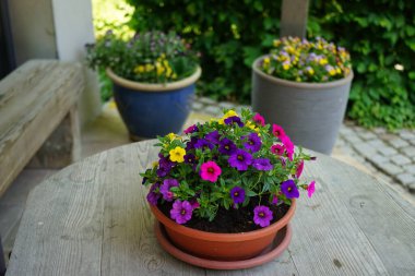 Calibrachoa 'Carneval' ön planda, tahta bir masada saksıda. Calibrachoa, Solanaceae familyasından bir bitki cinsidir. Berlin yakınlarındaki Ruedersdorf, Almanya
