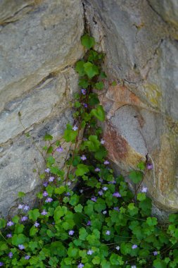 Cymbalaria muralis haziran ayında kayalara tırmanır. Cymbalaria muralis, genellikle sarmaşık yapraklı toadflax ya da Kenilworth sarmaşığı olarak adlandırılır, küçük mor çiçekli, alçak, yayılan bir üzüm bitkisidir. Berlin yakınlarındaki Ruedersdorf, Almanya 