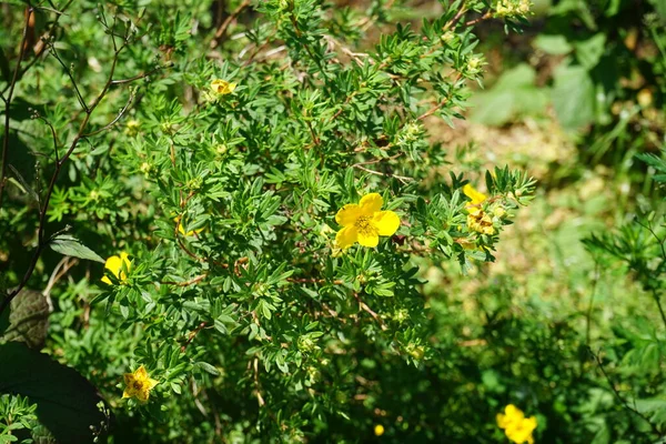 Potentilla Fruticosa Κίτρινα Άνθη Ανθίζει Τον Ιούνιο Potentilla Είναι Ένα — Φωτογραφία Αρχείου