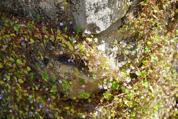 stock image Cymbalaria muralis climbs the rocks in June. Cymbalaria muralis, commonly called ivy-leaved toadflax or Kenilworth ivy, is a low, spreading, viney plant with small purple flowers. Ruedersdorf near Berlin, Germany 