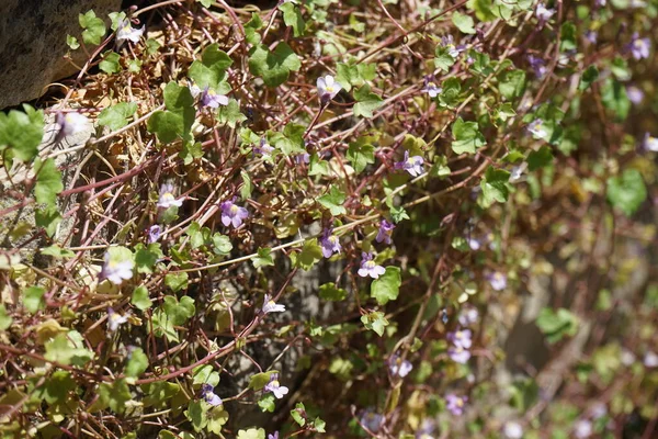 stock image Cymbalaria muralis climbs the rocks in June. Cymbalaria muralis, commonly called ivy-leaved toadflax or Kenilworth ivy, is a low, spreading, viney plant with small purple flowers. Ruedersdorf near Berlin, Germany 