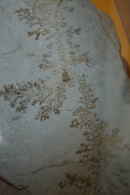 Açık bir kireçtaşı ocağından jeolojik bulgular. Berlin yakınlarındaki Ruedersdorf, Almanya 