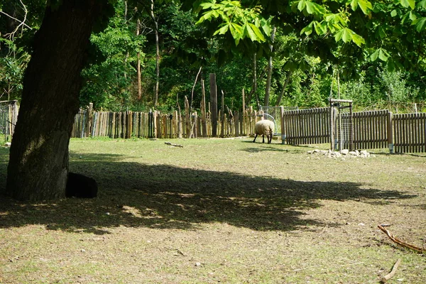 Valais Blacknose Owca Schwarzbraunes Bergschaf Owce Wypasają Się Padoku Ruedersdorf — Zdjęcie stockowe