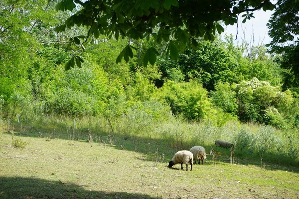 牧草地でValais Blacknose羊の放牧 ヴァレー ブラックノーズ Valais Blacknose ヴァリザー シュワルツナセンスカフ Waliser Schwarznasenschaf — ストック写真