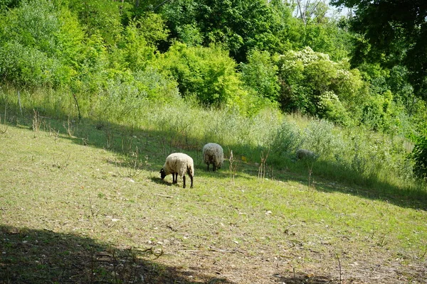 Les Moutons Bleus Valais Paissent Dans Prairie Walliser Schwarznasenschaf Est — Photo