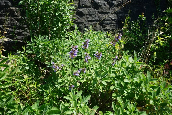 Salvia Officinalis Fleurit Juin Salvia Officinalis Sauge Commune Sauge Est — Photo