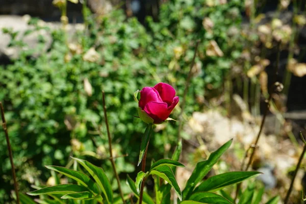 Красный Цветок Пеонии Цветет Июне Paeonia Lactiflora Китайский Пион Китайский — стоковое фото