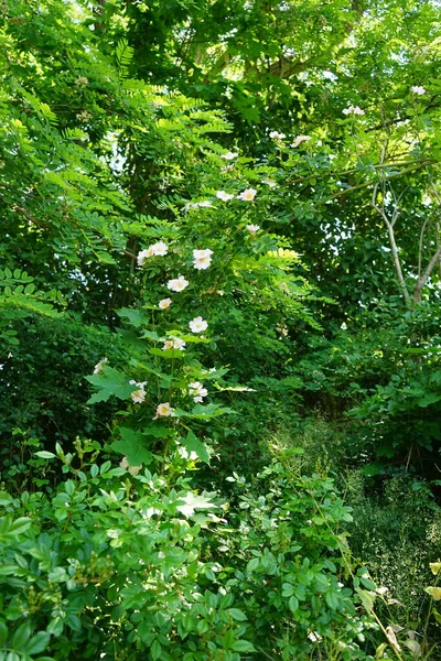 Rosa Canina Bush Blooms June Surrounded Robinia Pseudoacacia Rosa Canina — Stock Photo, Image