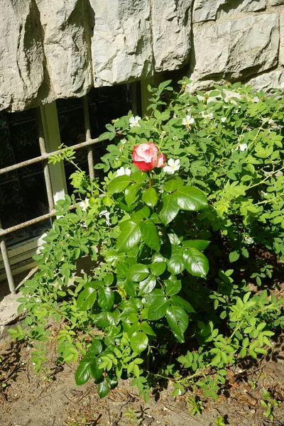Rosa Roja Blanca Rodeada Flores Rosa Mosqueta Blanca Junio Ruedersdorf — Foto de Stock