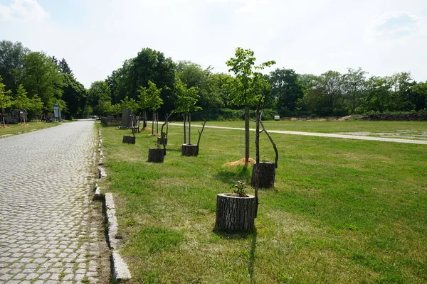 나무를 공원에 장식적 그루터기를 깔았다 베를린 의루에 — 스톡 사진