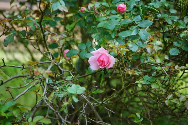 Krzew Róży Różowymi Kwiatami Kwitnie Czerwcu Rose Jest Drzewiastą Wieloletnią — Zdjęcie stockowe
