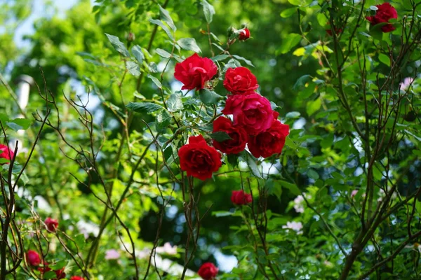 Червні Цвіте Трояндовий Кущ Червоними Квітами Rose Дерев Яна Багаторічна — стокове фото