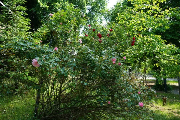 Τριανταφυλλιές Ροζ Και Κόκκινα Λουλούδια Ανθίζουν Τον Ιούνιο Τριαντάφυλλο Είναι — Φωτογραφία Αρχείου