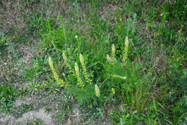 6月に牧草地でルテアを再調査 黄色のミノネットまたは野生のミノネットであるReseda Luteaは 芳香のある草本植物の一種です レーダースドルフ ベルリン ドイツ — ストック写真