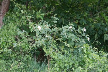 Rosa kanina çalısı haziranda açar. Rosa canina (köpek gülü), değişken, yaban gülü türüdür. Ruedersdorf bei Berlin, Almanya