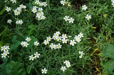 Serastium arvense Haziran ayı başında bahçede çiçek açar. Cerastium arvense, Caryophyllaceae familyasından bir bitki türü. Berlin, Almanya 