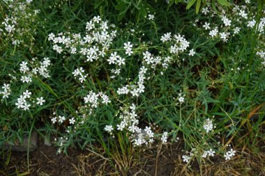 Serastium arvense Haziran ayı başında bahçede çiçek açar. Cerastium arvense, Caryophyllaceae familyasından bir bitki türü. Berlin, Almanya 