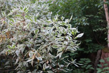 Haziran 'da bahçede Cornus alba' Elegantissima '. Cornus alba, Cornaceae familyasından bir çicek türü. Berlin, Almanya 