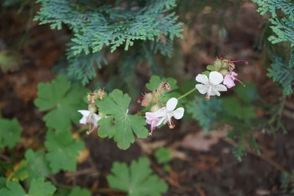 White Geranium macrorrhizum blooms in the garden in June. Geranium macrorrhizum, bigroot geranium, Bulgarian geranium, and rock crane\'s-bill is a species of hardy flowering herbaceous perennial plant.