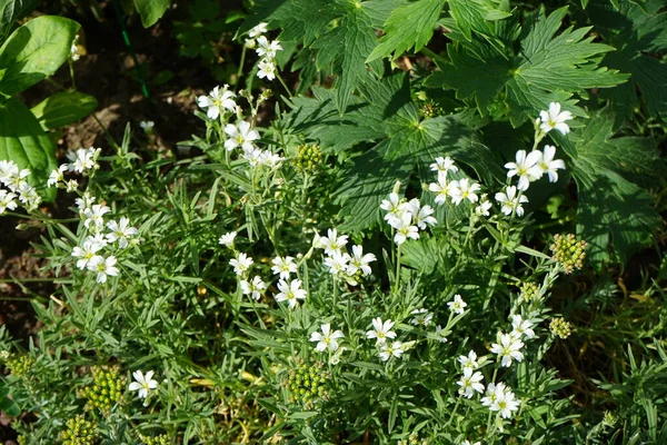 Cerastium Arvense Цвіте Початку Червня Саду Cerastium Arvense Field Mouse — стокове фото