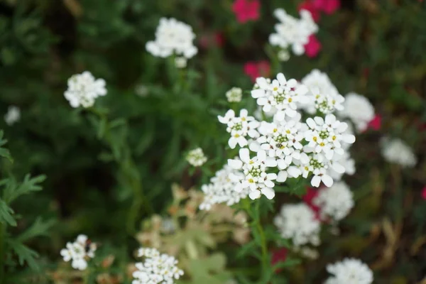 伊莉莎白的白花和菊花的红花在花园里盛开 德国柏林 — 图库照片