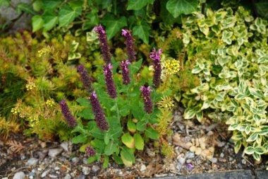 Haziran 'da bahçede pembe-mor Salvia nemorosa. Orman bilgesi Salvia nemorosa, Balkan bilgesi, mavi adaçayı veya yabani adaçayı, dayanıklı bir bitkidir. Berlin, Almanya