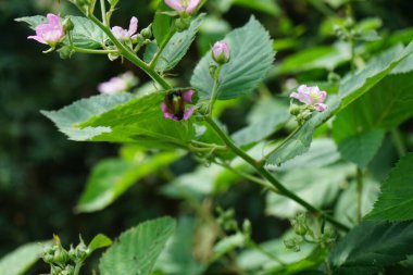 Anomali dubia böceği haziran ayında böğürtlen çiçeğinin üzerine oturur. Anomali dubia, Scarabaeidae familyasından bir böcek türü. Berlin, Almanya 