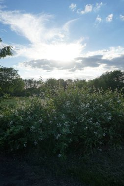 Pembe böğürtlen çiçekleri Haziran 'da açar. Blackberry, Rosaceae familyasından Rubus cinsinde üretilen yenilebilir bir meyvedir. Berlin, Almanya 