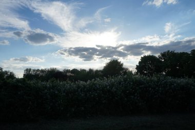 Pembe böğürtlen çiçekleri Haziran 'da açar. Blackberry, Rosaceae familyasından Rubus cinsinde üretilen yenilebilir bir meyvedir. Berlin, Almanya 