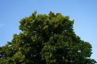 Tilia platyphyllos haziranda çiçek açar. Tilia platyphyllos, Malvaceae, Tiliaceae familyasından bir bitki türü. Berlin, Almanya 