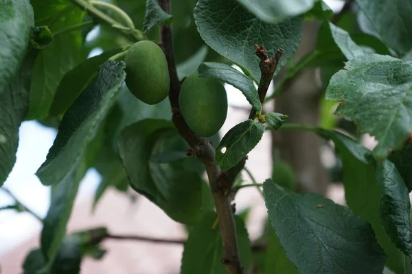 Ciruela Columnar Prunus Domestica Fruca Con Frutos Inmaduros Junio Prunus — Foto de Stock