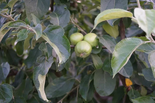 Apple Tree Unripe Fruits June Apple Edible Fruit Produced Apple — Stock Photo, Image