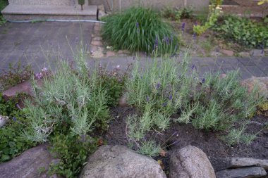 Haziranda bahçede çiçek açan lavanta çalısı. Lavandula (lavanta olarak da bilinir), naneli bitki familyasından bir bitki türüdür. Berlin, Almanya    