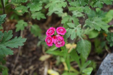 Haziran ayında Dianthus Barbatus pembe-kırmızı çiçekler açar. Dianthus barbatus, tatlı William, Caryophyllaceae familyasından bir bitki türü. Berlin, Almanya