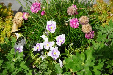 Haziran 'da bahçede Viola cornuta' Pembe Halo 've Armeria maritima çiçek açar. Viola cornuta, boynuzlu nonoş veya boynuzlu menekşe olarak da bilinen, Violaceae familyasından bir çicek türü. Berlin, Almanya