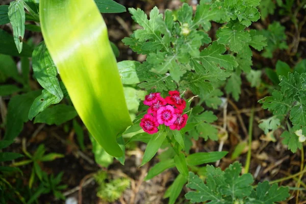 Dianthus Barbatus Floresce Flores Rosa Vermelhas Junho Dianthus Barbatus Uma — Fotografia de Stock