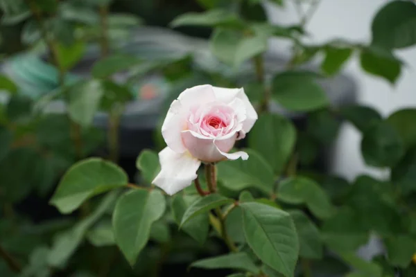 Rosa Inglesa James Galway Criada Por David Austin Florece Junio —  Fotos de Stock