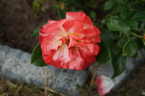 Růžová Odrůda Claude Monet Synku Jacdesa Červená Žlutá Krémově Bílá — Stock fotografie