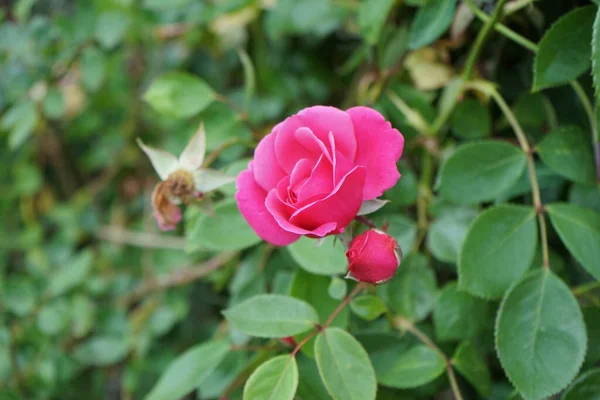 Limming Sötét Rózsaszín Virágzik Közelében Pergola Kertben Rose Egy Fás — Stock Fotó
