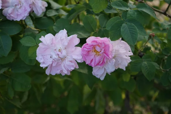 六月的花园里 一朵浅粉色的玫瑰盛开 玫瑰是蔷薇属的一种木质多年生开花植物 属于蔷薇科 德国柏林 — 图库照片