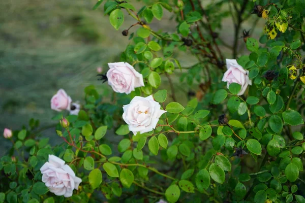 Felmászó Fény Rózsaszín Rózsabokor Virágzik Júniusban Kertben Rose Egy Fás — Stock Fotó