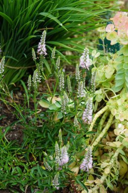 Veronica Spicata Haziran 'da açık pembe çiçeklerle çiçek açar. Veronica spicata, Pseudolysimachion spicatum, Plantaginaceae familyasından bir bitki türü. Berlin, Almanya 