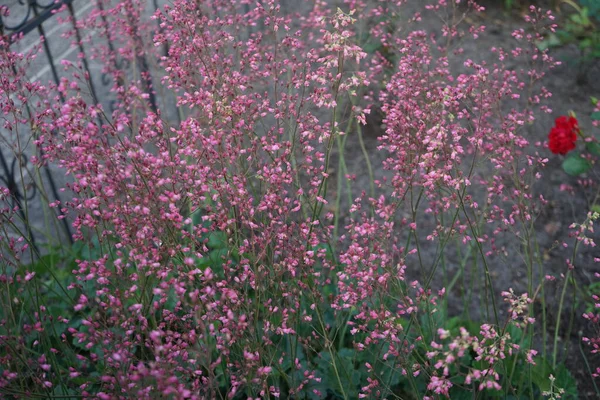Heucherella Tiarelloides Bridget Bloom Blüht Juni Heucherella Ist Eine Immergrüne — Stockfoto