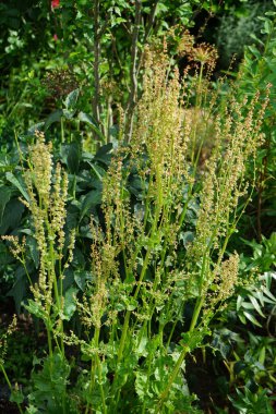 Haziran 'da bahçede sorrel çiçekleri açar. Sorrel (