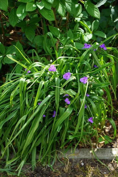 Tradescantia blooms with blue flowers in June. Tradescantia, inchplant, wandering jew, spiderwort, and dayflower is a genus of herbaceous perennial wildflowers in the family Commelinaceae. Berlin, Germany