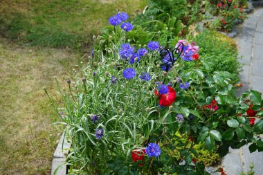 Centaurea siyanus 'Blauer Junge' ve Rose Rotilia bahçede çiçek açıyor. Centaurea siyanus, Asteraceae familyasından yıllık bir çiçeklenme bitkisidir. Berlin, Almanya 