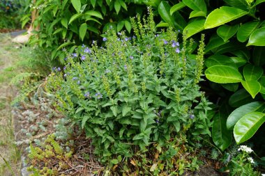 Veronica austriaca subsp. Haziran 'da teucrium mavi-menekşe çiçekleriyle çiçek açar. Veronica Austriaca, geniş yapraklı, Avusturya yapımı, ya da testere yapraklı bir bitkidir. Berlin, Almanya